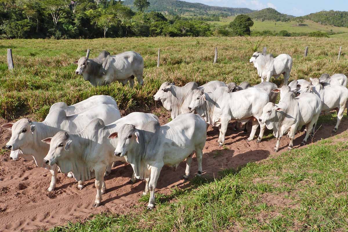 Nelore Três Irmãos promove De Olho na Fazenda e dois leilões em Julho